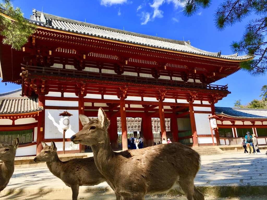 nara-templedaim-travelandcoconut