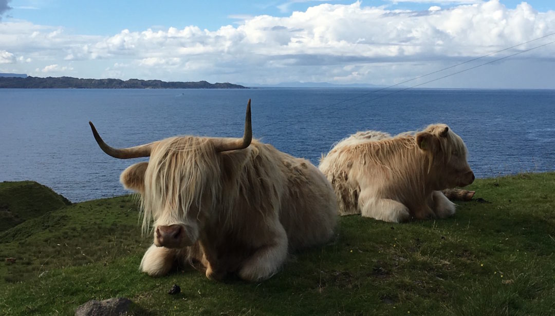 Vache à frange en Ecosse