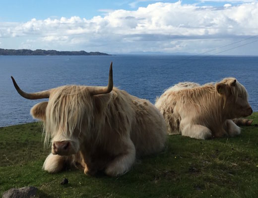 Vache à frange en Ecosse